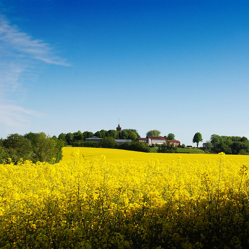 Rapsfeld vor der IBJ Scheersberg.